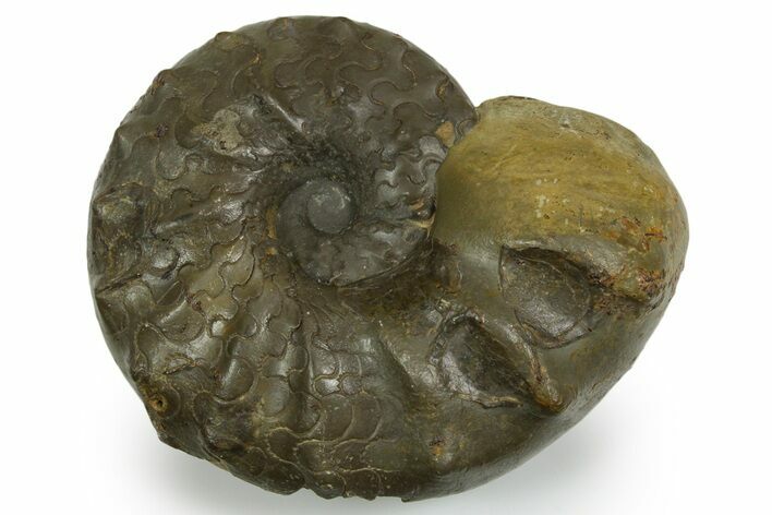Triassic Ammonite (Ceratites sublaevigatus) Fossil - Germany #351233